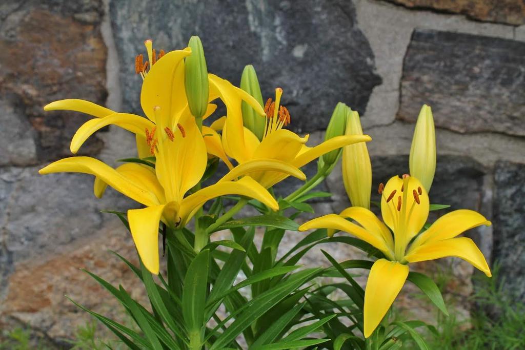 Inn On The Hill Lake George Luaran gambar